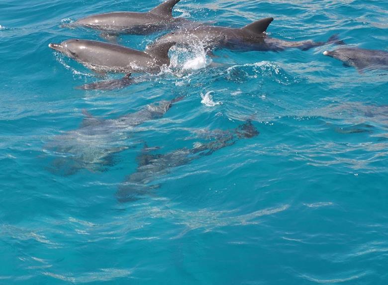 Swim-with-Dolphins-Boat-Tour-from-Hurghada-8-5822
